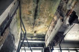 Best Commercial Mold Inspection  in Walworth, WI